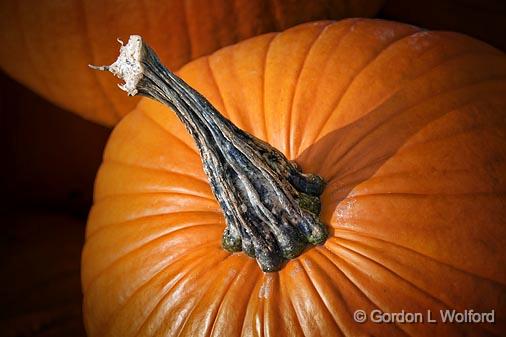 Pumpkin Stem_22828.jpg - Photographed at Rideau Lakes, Ontario, Canada.